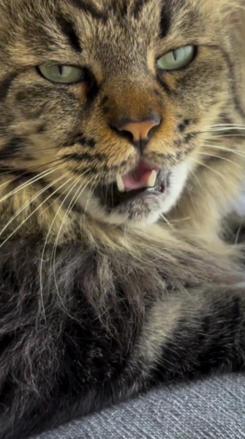 小さな声で飼い主に返事をする猫