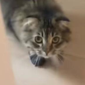 猫が『パック姿の飼い主』と遭遇した結果…あまりにも可愛らしい『リアクション』に爆笑「吹いたww」「顔覚えてるのかな」と29万再生