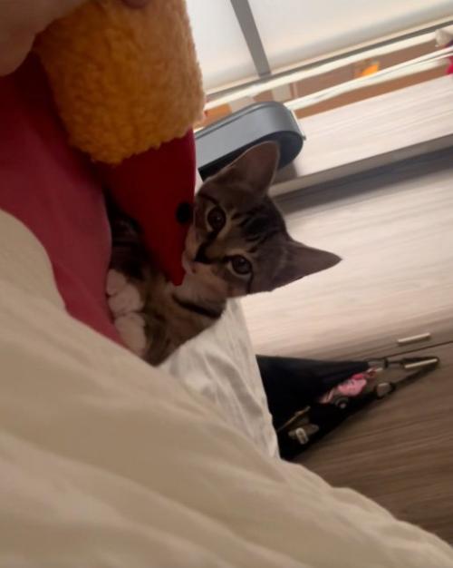 見つめる猫