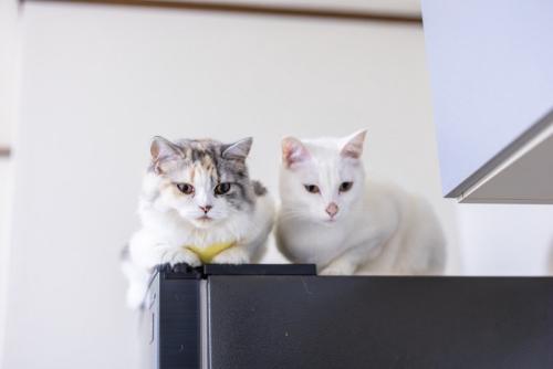 冷蔵庫の上から下を見下ろす2匹の猫