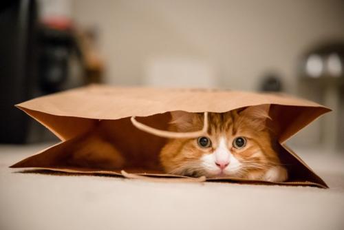 袋の中の猫