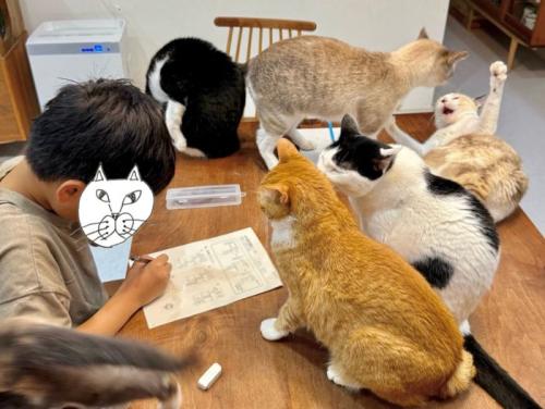 勉強中の男の子と6匹の猫2