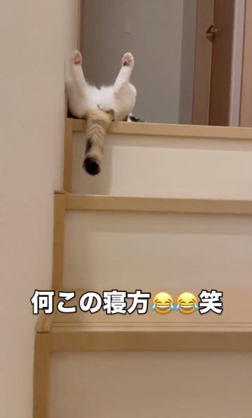 足を広げて寝転ぶ猫