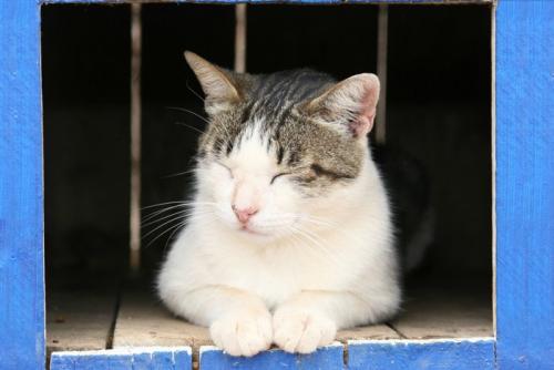 目をつぶる猫