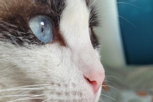 猫の顔
