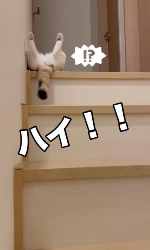 階段の上で寝転ぶ猫