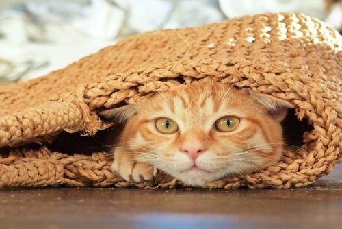 籠の中の猫