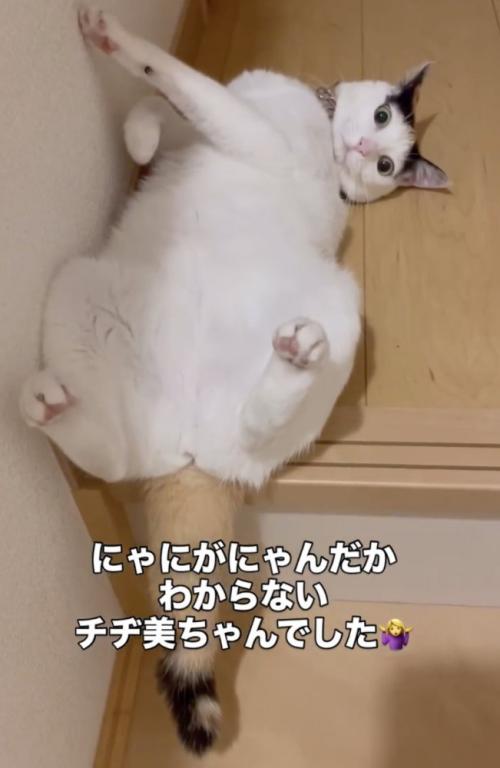 マイペースな猫