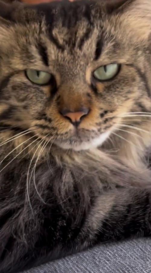 飼い主に話しかけられる猫