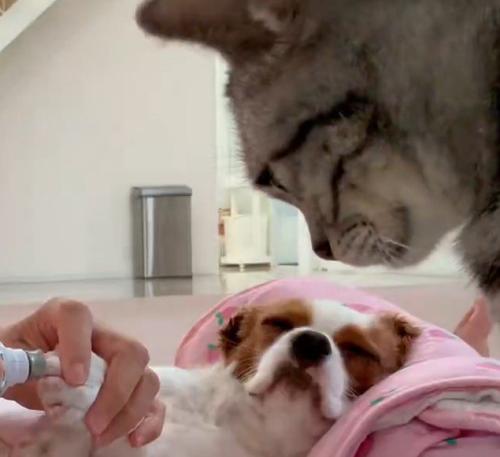 犬の爪に当てられている爪やすりを見つめる猫