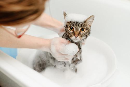 シャンプーする猫