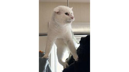 洗濯物と猫