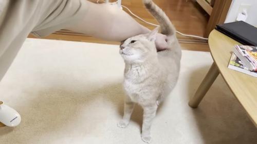 なでなで