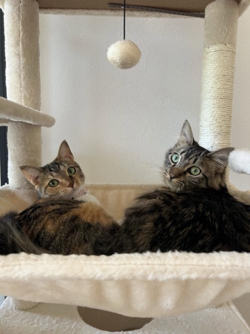 振り向く2匹の猫