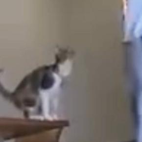 背後から近寄るネコ→飼い主の肩に乗ろうと『大ジャンプ』した結果…「コントかよww」「完璧なタイミングw」驚きの光景に1万いいね