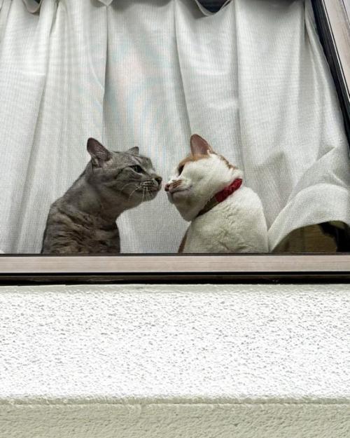 窓際で鼻をくっつけあう茶白猫とキジトラ猫