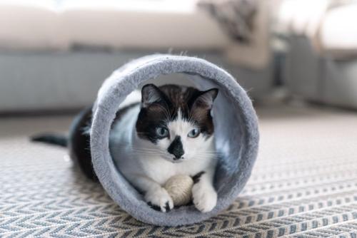 トンネルで遊ぶ猫