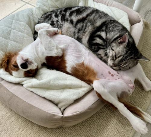 ペット用ベッドの中で一緒に眠る猫と犬