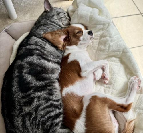 犬の背中にお腹を当てて眠る猫