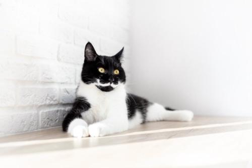 床に寝そべっている猫