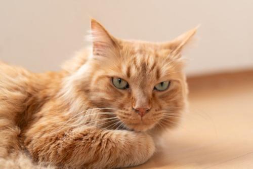くつろいでいる猫