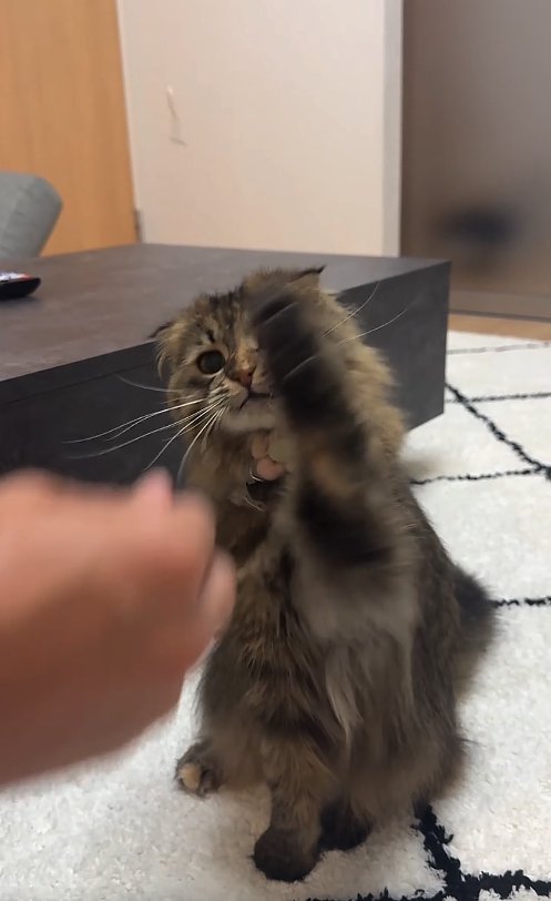 お座りをして左前足を上げている猫