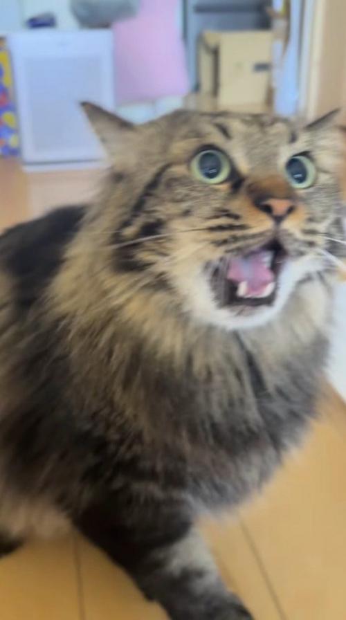 飼い主の手に向かって鳴く猫
