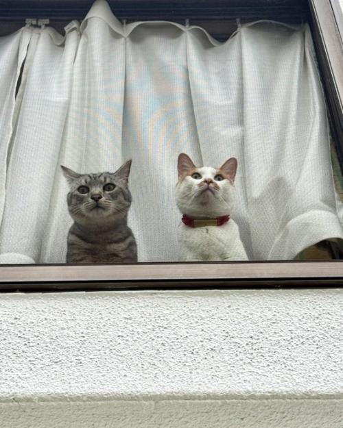 窓から外を眺める茶白猫とキジトラ猫
