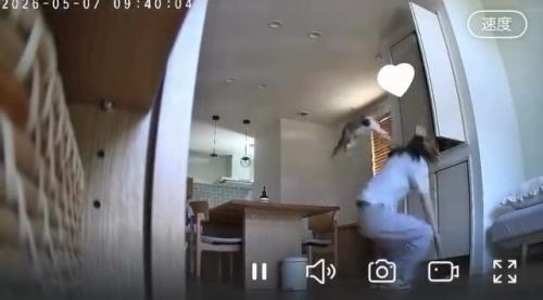 ジャンプする猫