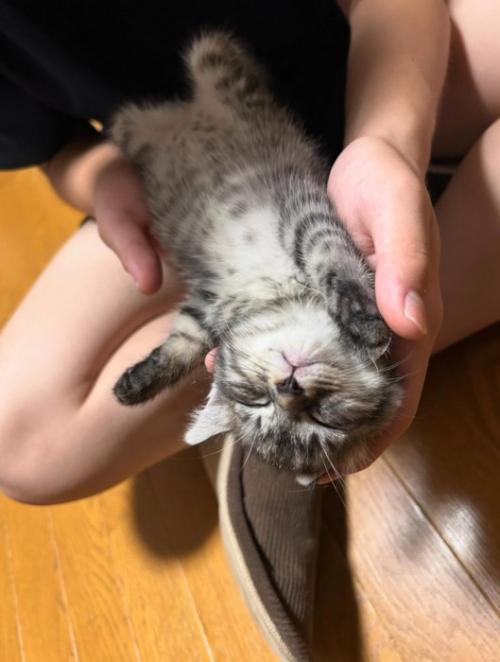 仰向けで熟睡する子猫3
