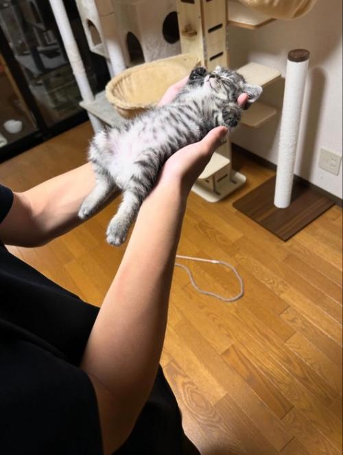 仰向けで熟睡する子猫4