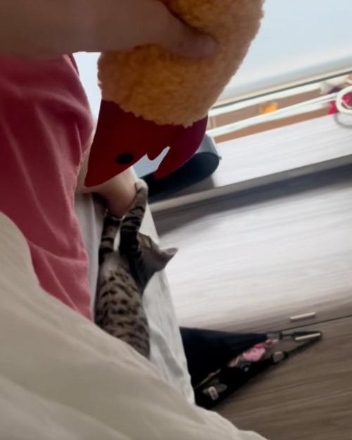 じゃれる猫