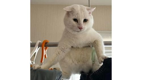 洗濯物と猫