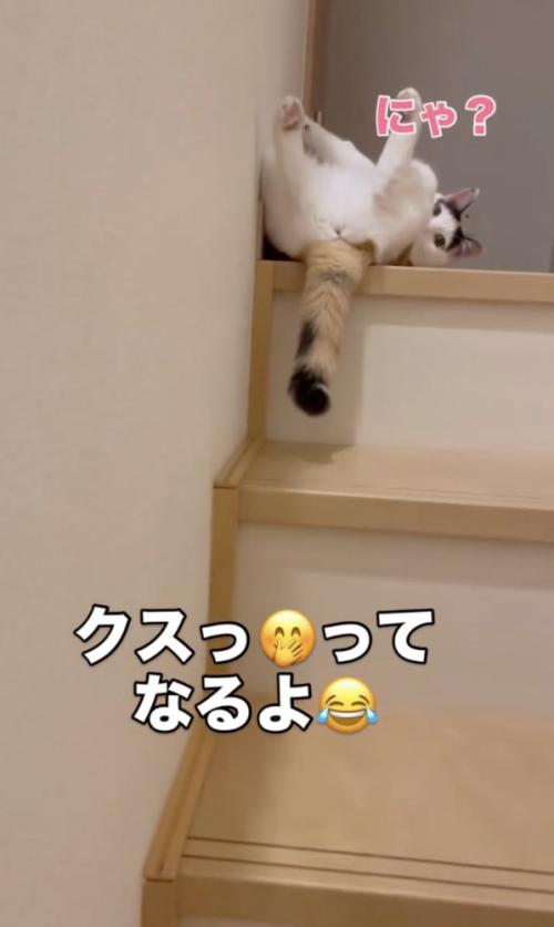 ちらりと見る猫