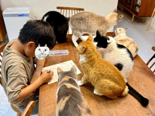 勉強中の男の子と6匹の猫1