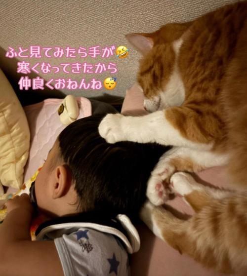 寝ている猫と男の子