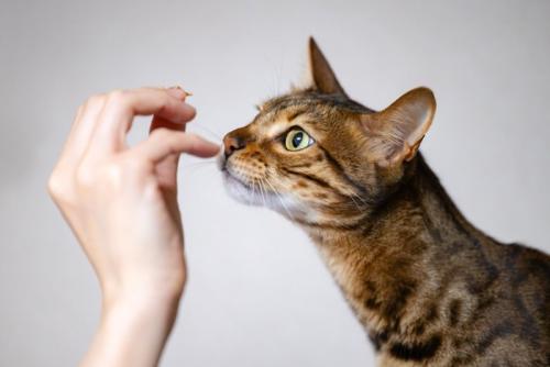 おやつをもらう猫の横顔
