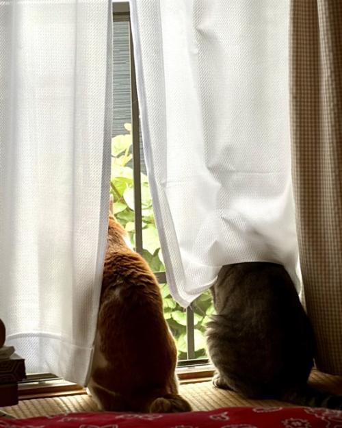 窓の外を見つめる茶白猫とキジトラ猫の背中