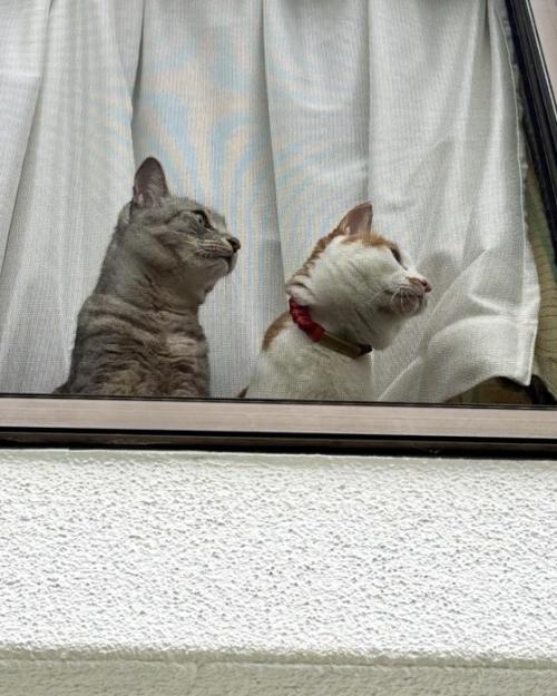 一緒に窓の右側を見つめる茶白猫とキジトラ猫