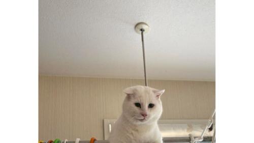 洗濯物と猫