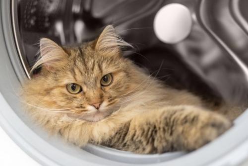 ドラム式洗濯機でくつろぐ猫
