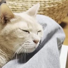 人間には甘える猫→同居猫相手になると……人間が好きな猫の『可愛すぎる日常の光景』に「自分を人間だと思ってそうw」「ニヤけちゃう」と反響