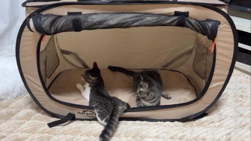 ソフトケージの中で座る2匹の子猫