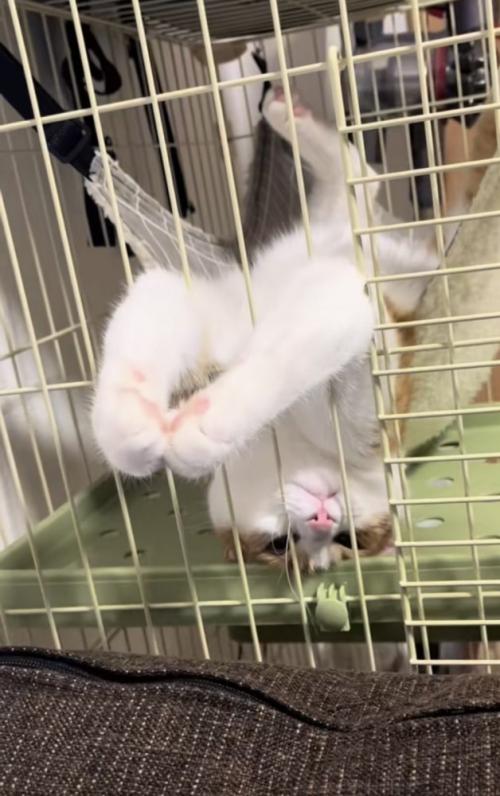 ハンモックでくつろぐ猫の写真1
