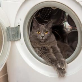 猫がいる家で注意すべき『危ない家電』5選 起こりうるトラブルや安全を守るための対策