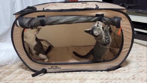 上を見る子猫