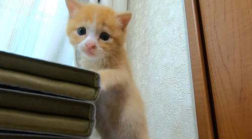 正面を見ている子猫