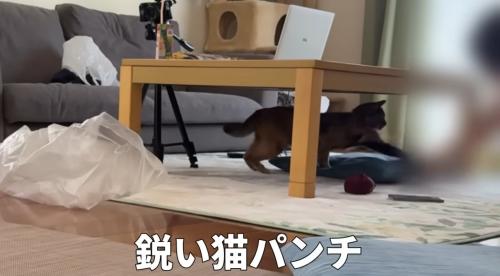 テーブルの下でパンチする猫