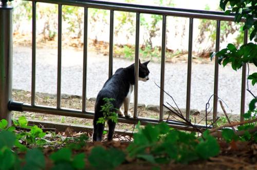庭の塀ぎわで外を警戒する猫