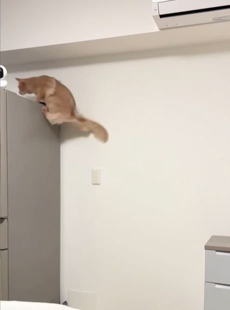 冷蔵庫の側面上部に前足をかける猫